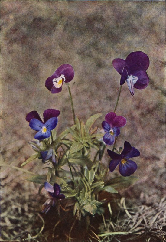Ville blomster: Heartsease (fargebilde) av Charles Essenhigh Corke