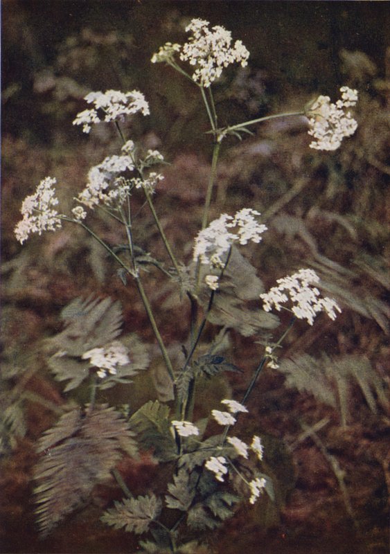 Ville blomster: Hedge Persille (fargebilde) av Charles Essenhigh Corke