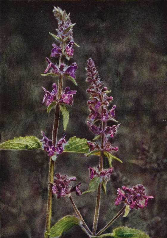 Ville blomster: Hedge Stachys (fargebilde) av Charles Essenhigh Corke