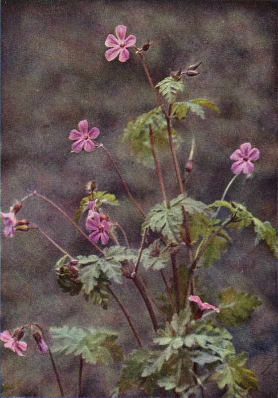 Ville blomster: Herb Robert (fargebilde) av Charles Essenhigh Corke