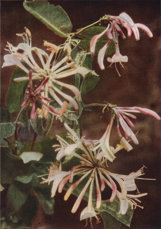 Ville blomster: Honeysuckle (fargebilde) av Charles Essenhigh Corke