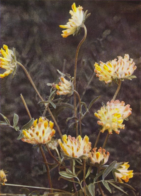 Ville blomster: Nyrevikke (fargebilde) av Charles Essenhigh Corke