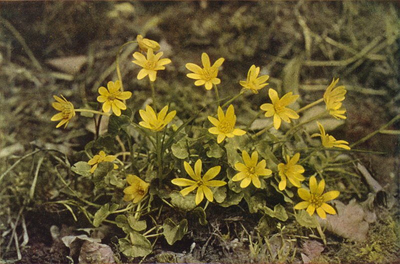 Ville blomster: Lesser Celandine (fargebilde) av Charles Essenhigh Corke