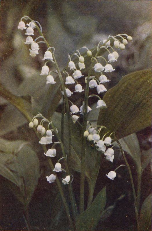 Ville blomster: Lily of the Valley (fargebilde) av Charles Essenhigh Corke