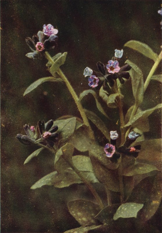 Ville blomster: Lungwort (fargebilde) av Charles Essenhigh Corke