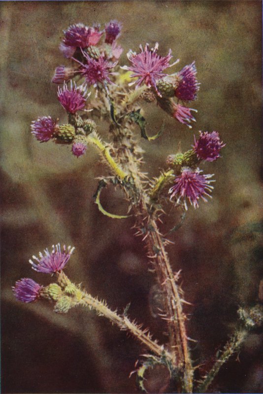 Ville blomster: Marsh Thistle (fargebilde) av Charles Essenhigh Corke
