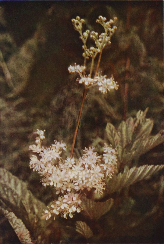 Ville blomster: Meadow-Sweet (fargefoto) av Charles Essenhigh Corke