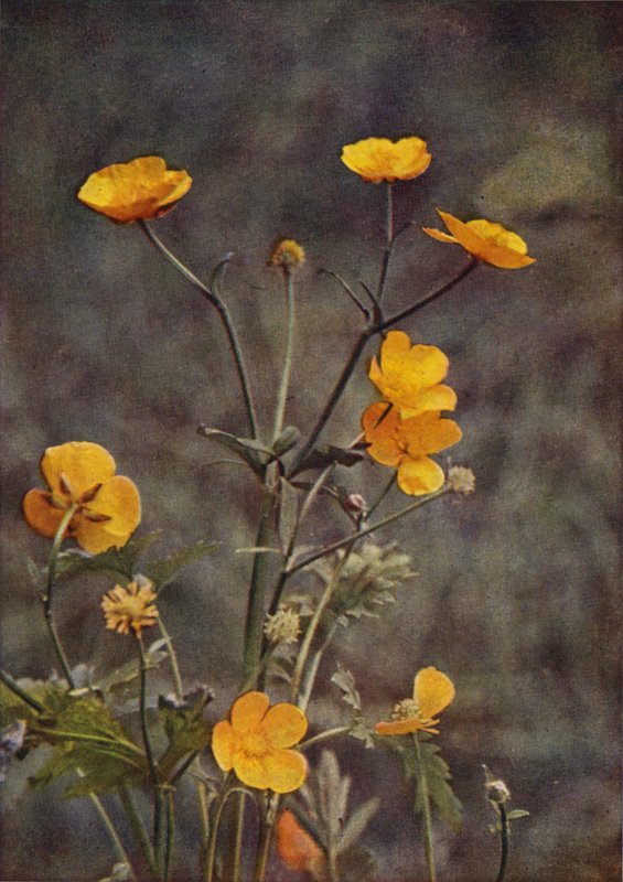 Ville blomster: Meadow Buttercup (fargebilde) av Charles Essenhigh Corke
