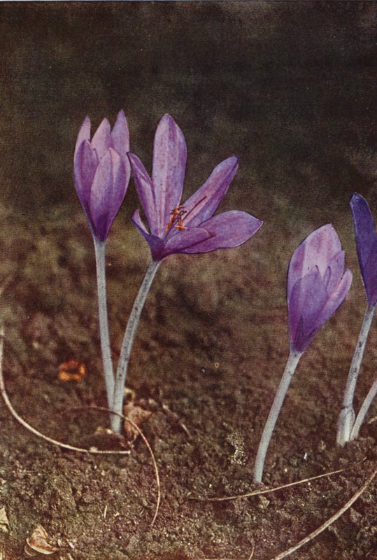 Ville blomster: Meadow Saffron (fargebilde) av Charles Essenhigh Corke