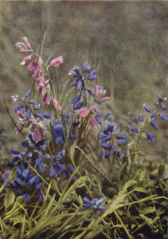 Ville blomster: Milkwort (fargebilde) av Charles Essenhigh Corke