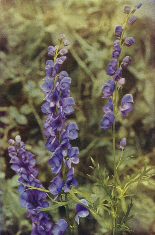Ville blomster: Monkshood (fargebilde) av Charles Essenhigh Corke