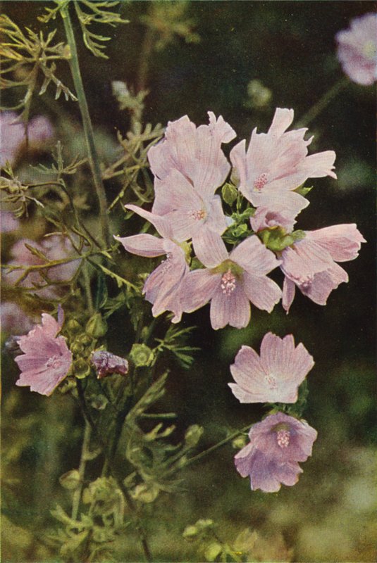 Ville blomster: Musk Mallow (fargebilde) av Charles Essenhigh Corke