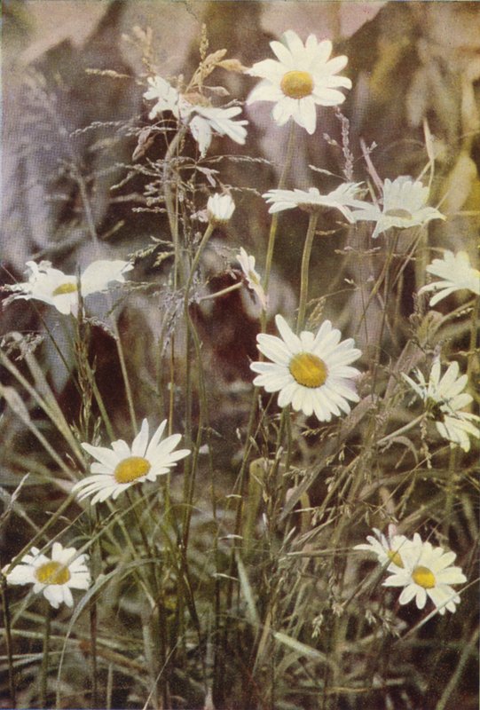 Ville blomster: Ox-Eye Daisy (fargebilde) av Charles Essenhigh Corke