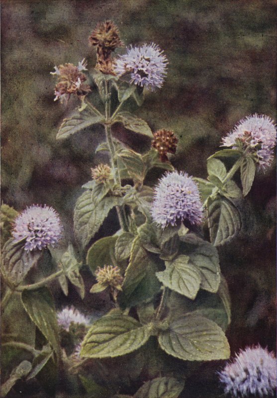 Ville blomster: Pepper-Mint (fargefoto) av Charles Essenhigh Corke