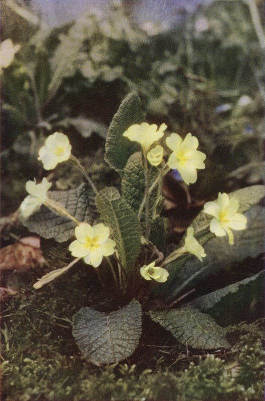 Ville blomster: Primrose (fargebilde) av Charles Essenhigh Corke