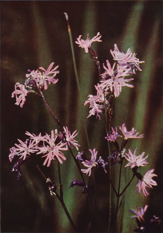 Ville blomster: Ragged Robin (fargebilde) av Charles Essenhigh Corke
