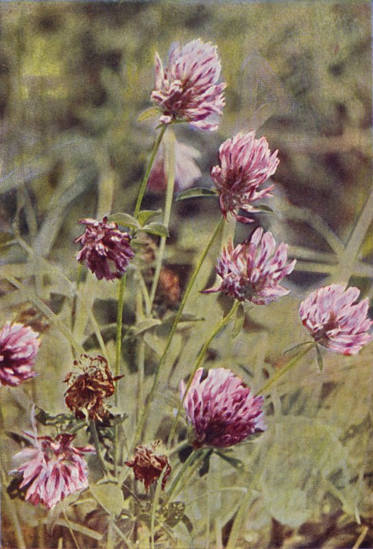 Ville blomster: Rødkløver (fargebilde) av Charles Essenhigh Corke