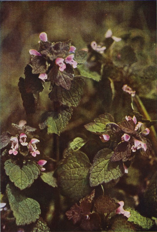 Ville blomster: Red Dead Brennesle (fargebilde) av Charles Essenhigh Corke