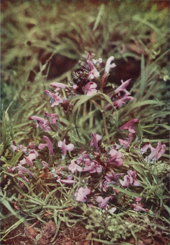 Ville blomster: Rød rangle (fargebilde) av Charles Essenhigh Corke