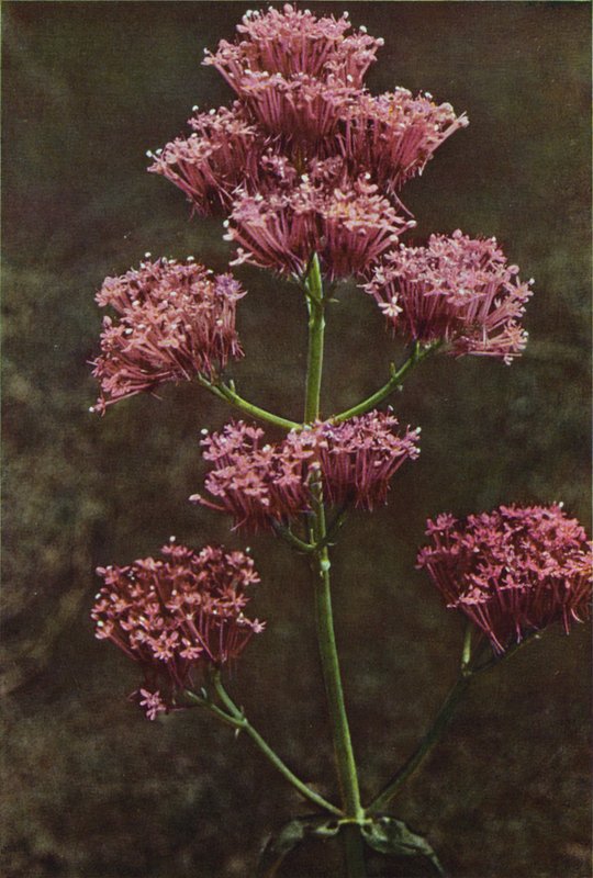 Ville blomster: Rød Valerian (fargebilde) av Charles Essenhigh Corke
