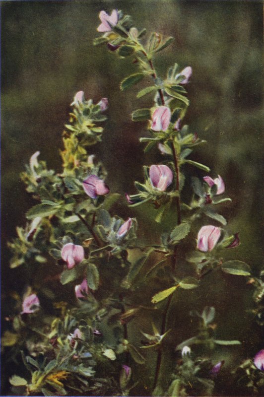 Ville blomster: Rest Harrow (fargebilde) av Charles Essenhigh Corke