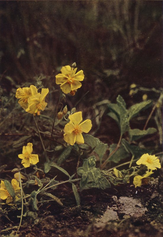 Ville blomster: Rock Rose (fargebilde) av Charles Essenhigh Corke