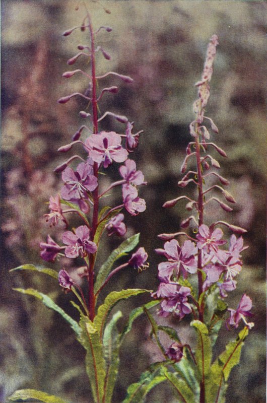 Ville blomster: Rose-Bay Willow Herb (fargefoto) av Charles Essenhigh Corke