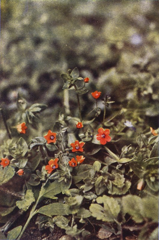 Ville blomster: Scarlet Pimpernel (fargebilde) av Charles Essenhigh Corke