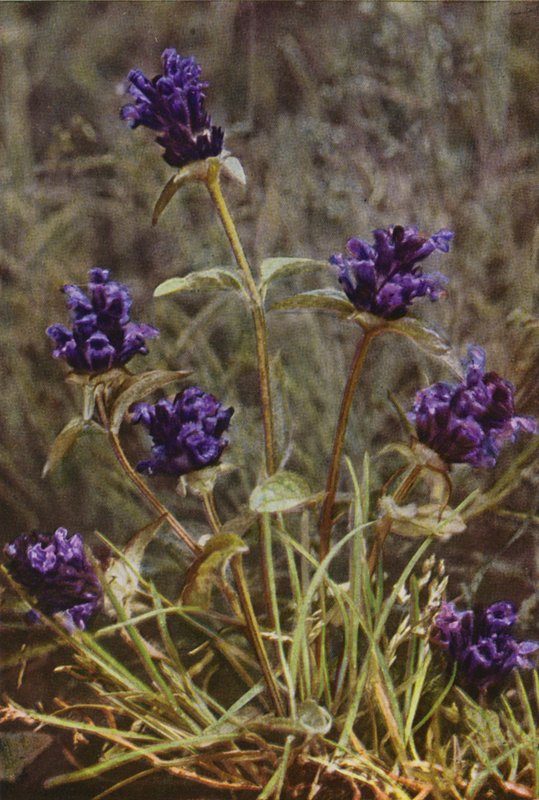 Ville blomster: Self-Heal (fargebilde) av Charles Essenhigh Corke