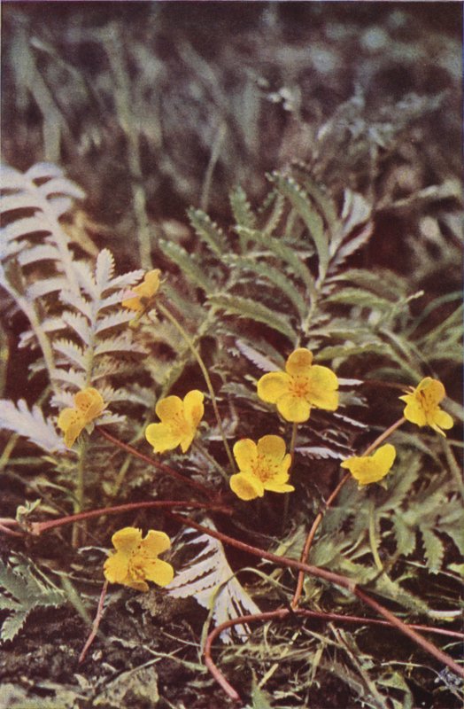 Wild flowers: Silverweed (colour photo)   1324077   no       norwegian Successfully Translated  Original: Mindestøtte for Hans Jakob Paludan. Titelblad til "Beskrivelse over Staden Kalundborg" Translat: Mindestøtte for Hans Jakob Paludan. Titelblad til "Be av Charles Essenhigh Corke