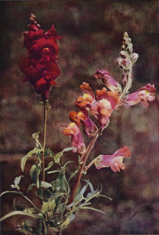Ville blomster: Snapdragon (fargebilde) av Charles Essenhigh Corke