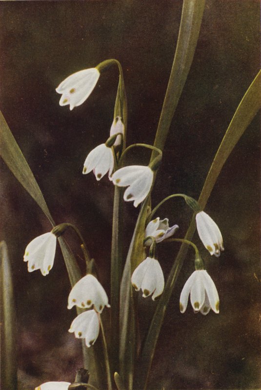 Ville blomster: Snowflake (fargebilde) av Charles Essenhigh Corke