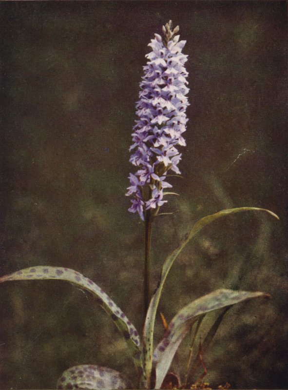 Ville blomster: Spotted Orchis (fargebilde) av Charles Essenhigh Corke