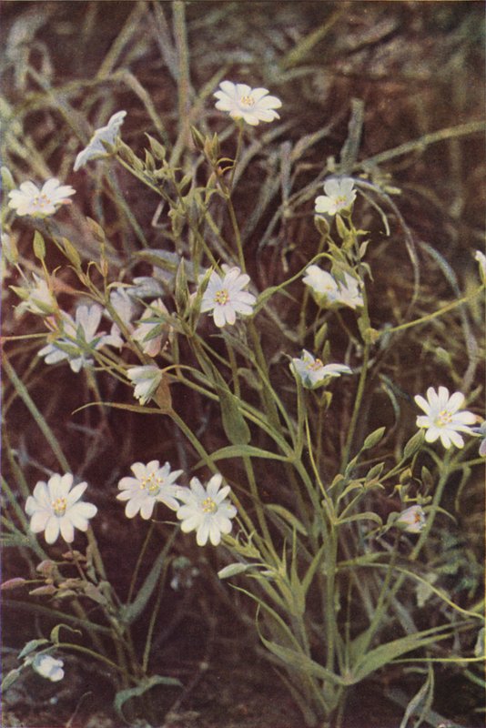Ville blomster: Stitchwort (fargebilde) av Charles Essenhigh Corke