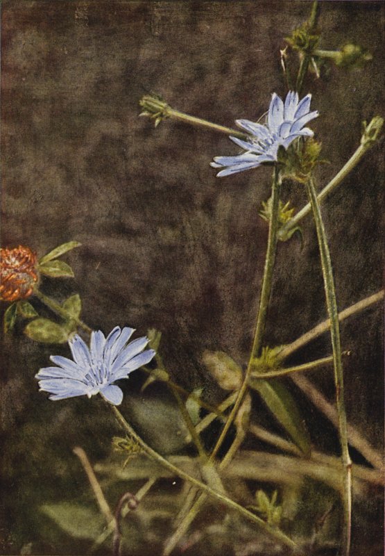 Ville blomster: Succory (fargebilde) av Charles Essenhigh Corke