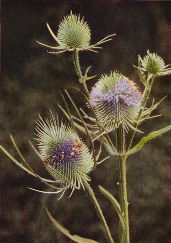 Wild flowers: Teasel (colour photo)   1324075   no       norwegian Successfully Translated  Original: One hundred thirty-five woodblock prints including New Years pictures nianh..., 19th-20th century. Translat: One hundred thirty-five woodblock prints incl av Charles Essenhigh Corke