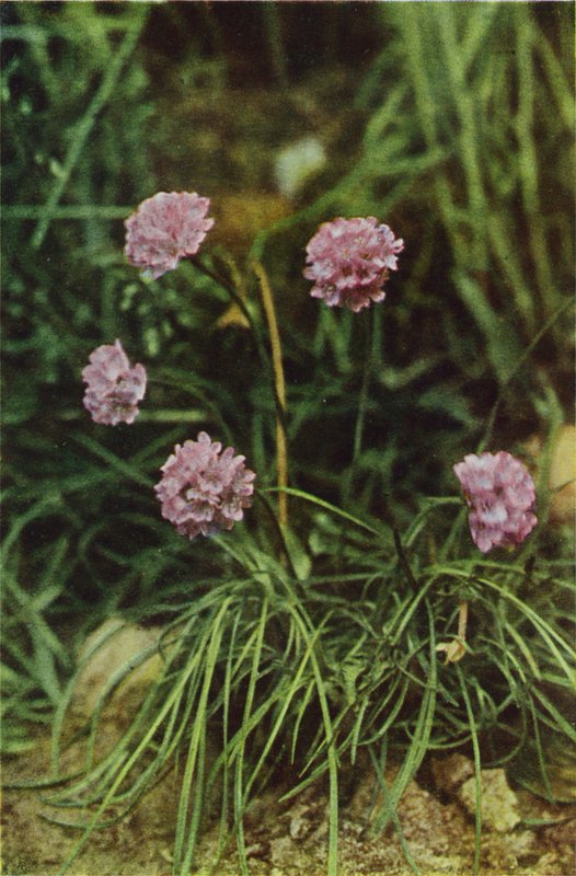 Ville blomster: Thrift (fargebilde) av Charles Essenhigh Corke