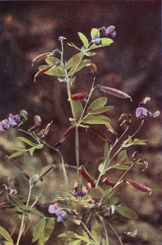 Ville blomster: Tuberous Bitter Pea (fargebilde) av Charles Essenhigh Corke