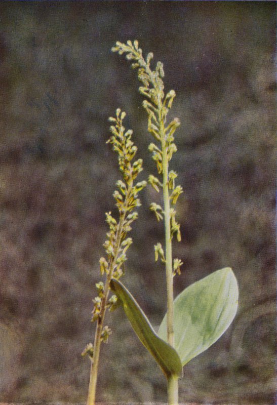 Ville blomster: Twayblade (fargebilde) av Charles Essenhigh Corke