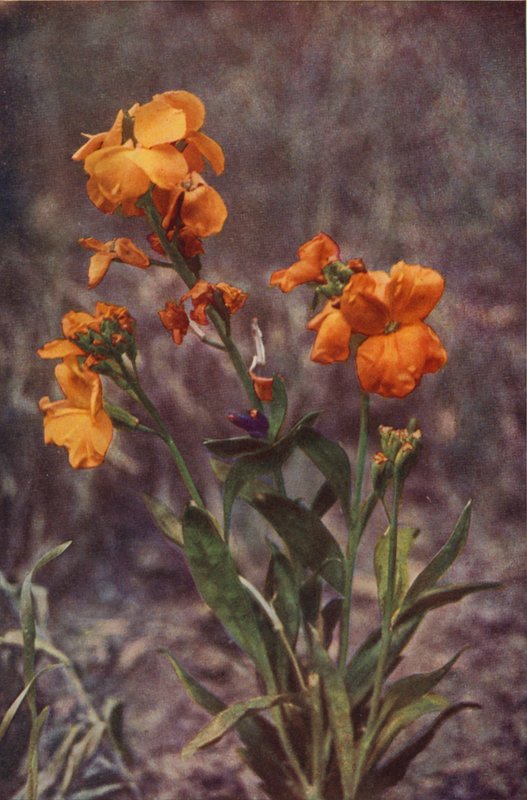 Ville blomster: Wallflower (fargebilde) av Charles Essenhigh Corke