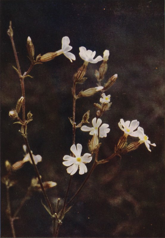 Wild flowers: White Campion (colour photo)   1321480   no       norwegian Successfully Translated  Original: Kettle, c. 1935. Translat: Kettle, c. 1935. 1136725 no norwegian Successfully Translated Original: Vrouw met doos of mand Translat: Vrouw met doos  av Charles Essenhigh Corke