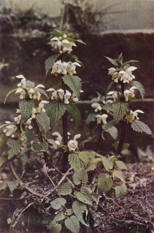Ville blomster: White Deadnettle (fargebilde) av Charles Essenhigh Corke