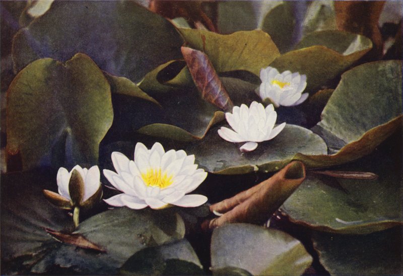 Ville blomster: White Water Lily (fargebilde) av Charles Essenhigh Corke