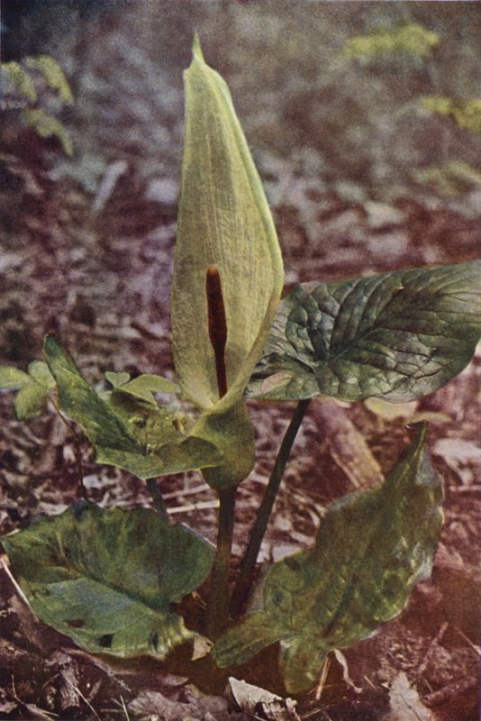 Ville blomster: Wild Arum (fargebilde) av Charles Essenhigh Corke