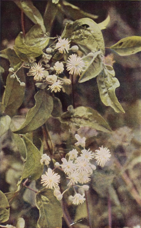 Ville blomster: Vill Clematis (fargebilde) av Charles Essenhigh Corke