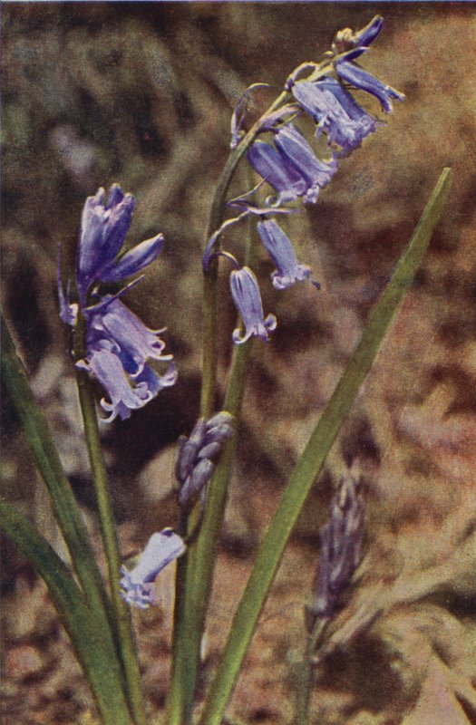 Ville blomster: Vill Hyacinth (fargebilde) av Charles Essenhigh Corke