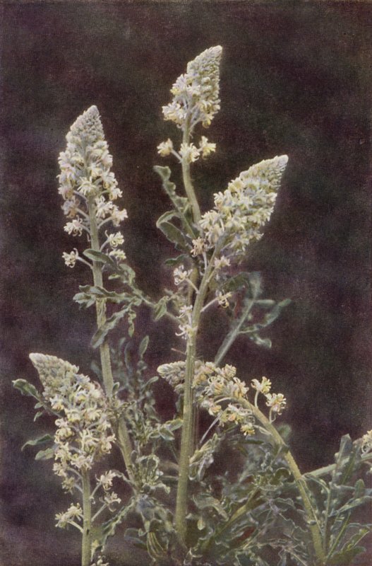 Ville blomster: Wild Mignonette (fargebilde) av Charles Essenhigh Corke