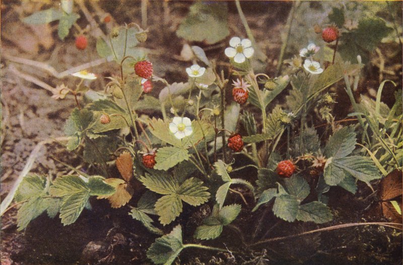 Ville blomster: Wild Strawberry (fargebilde) av Charles Essenhigh Corke