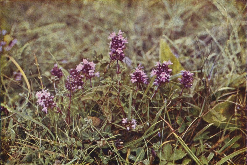 Ville blomster: Vill timian (fargebilde) av Charles Essenhigh Corke