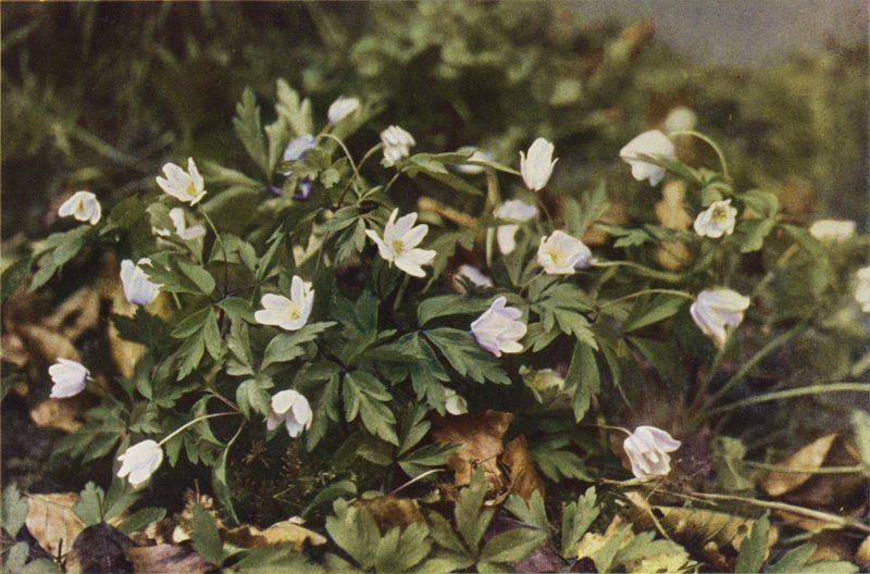 Ville blomster: Wood Anemone (fargebilde) av Charles Essenhigh Corke